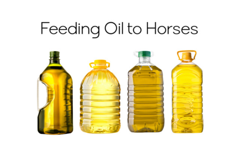 FEEDING OIL TO HORSES: A NUANCED LOOK FROM A NUTRITION PERSPECTIVE